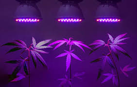grow lights
